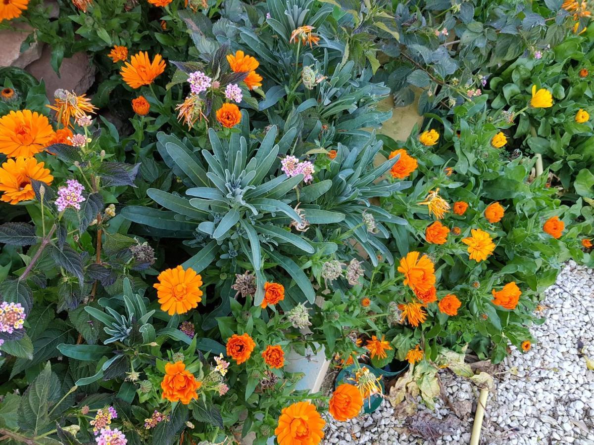בית הארחה Siggiewi 	Auberge De Provence מראה חיצוני תמונה